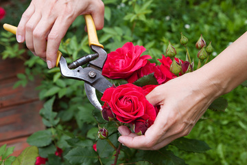 Entretien de jardin Entretien de jardin