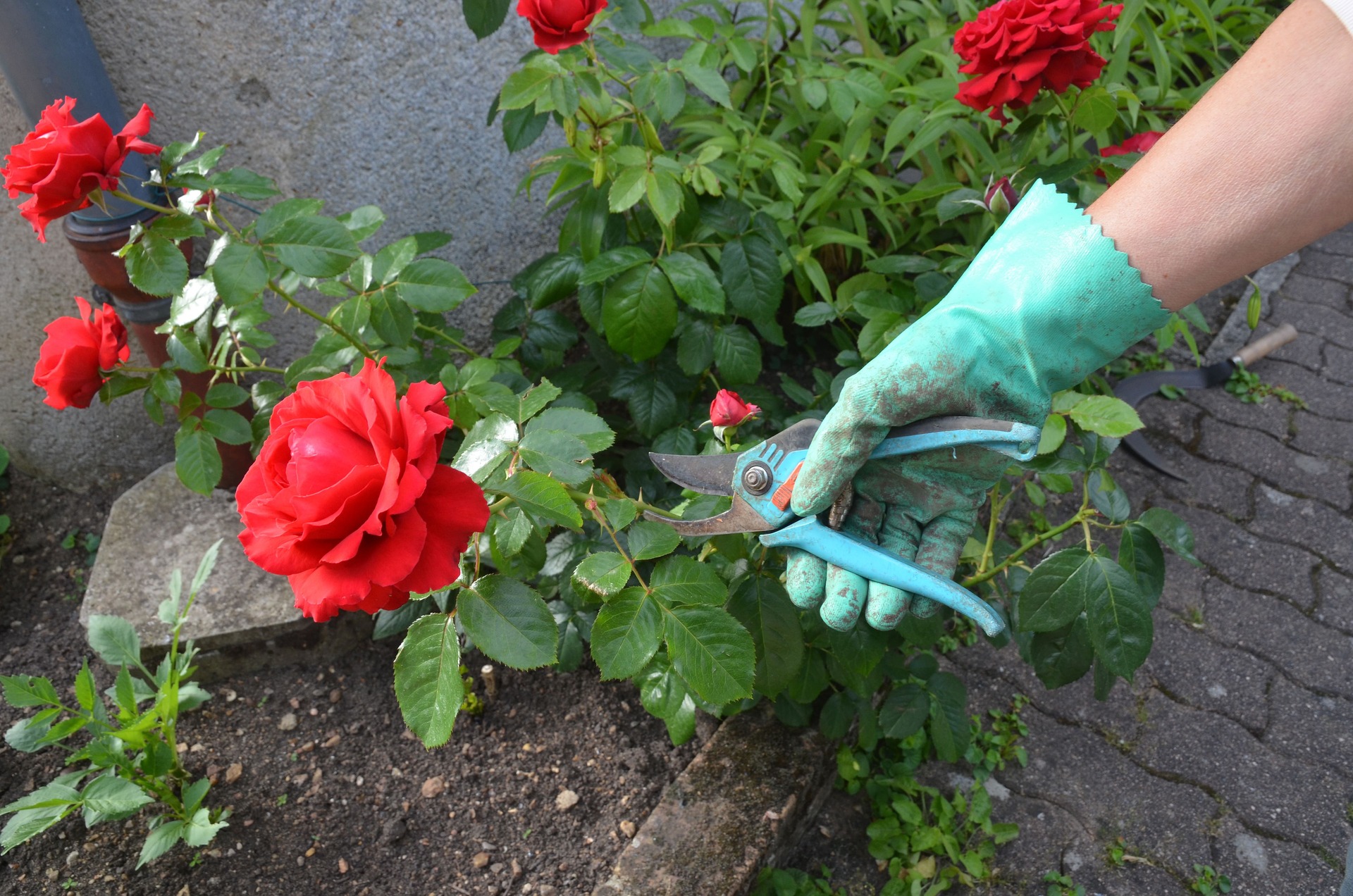 Entretenir son rosier l’été à Tournefeuille