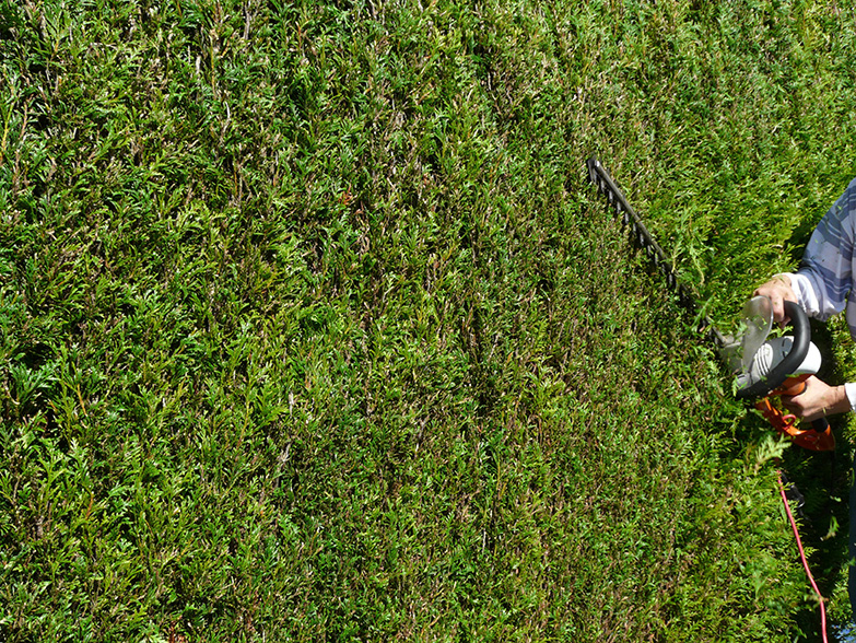 Une belle haie bien entretenue