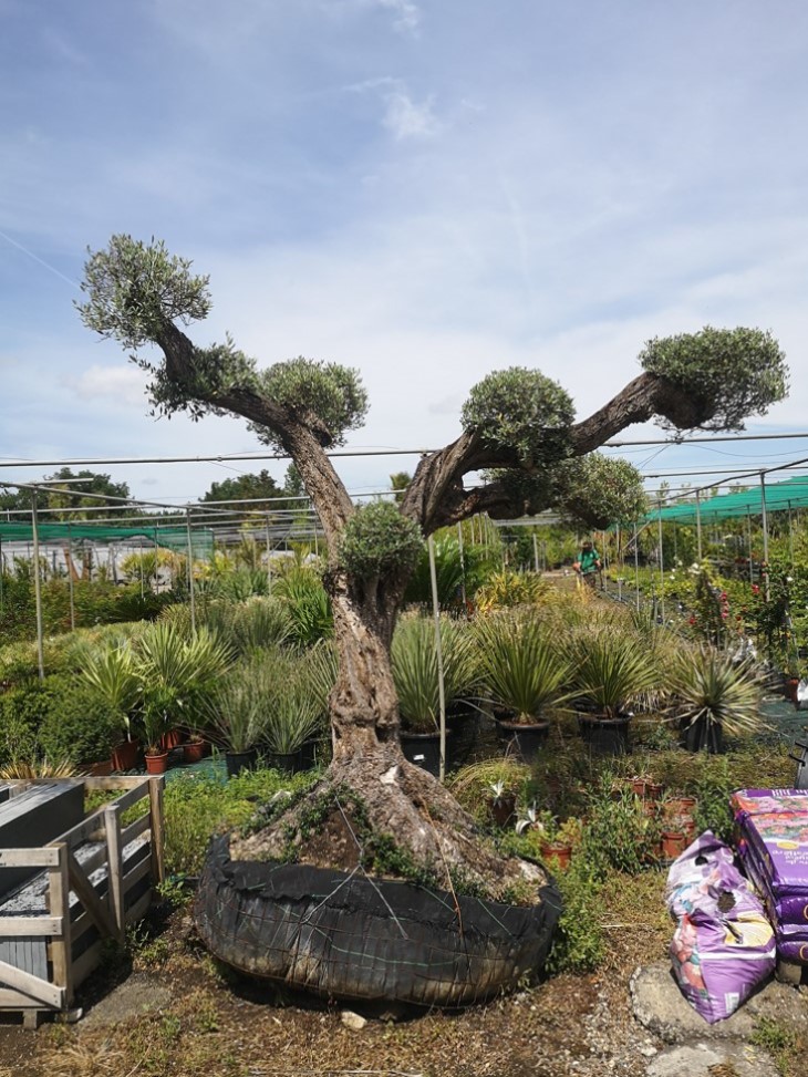 Ossature et création d&rsquo;une terrasse en bois à Pibrac