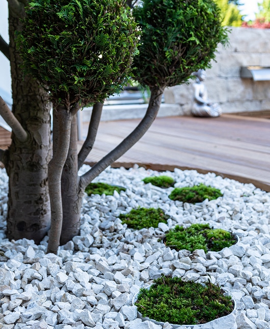 Jardin Zen : Gravier Blanc, Mousse et Topiaires pour la Sérénité Jardin zen minimaliste avec des arbres topiaries, du gravier blanc et des coussins de mousse verte, créant une ambiance paisible.